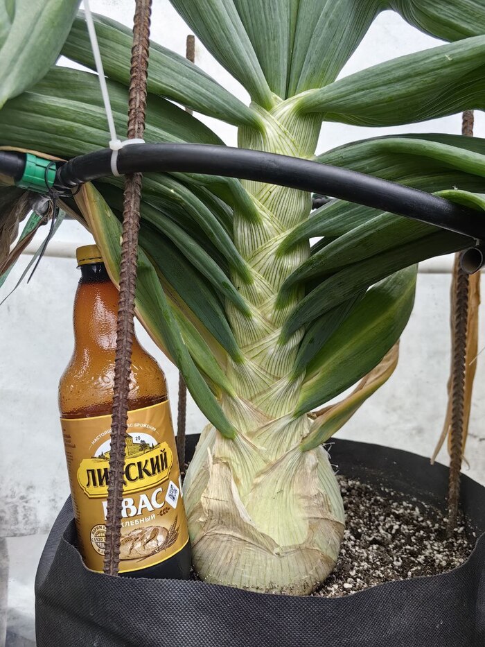 Надеюсь, после этого фото меня проспонсируют квасом.