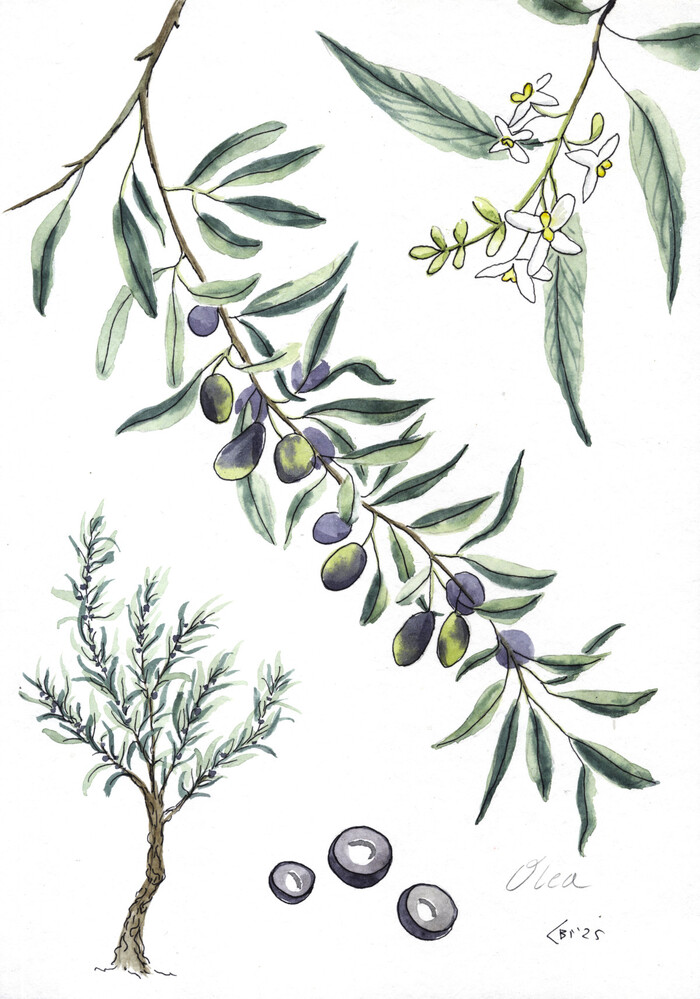 Olea