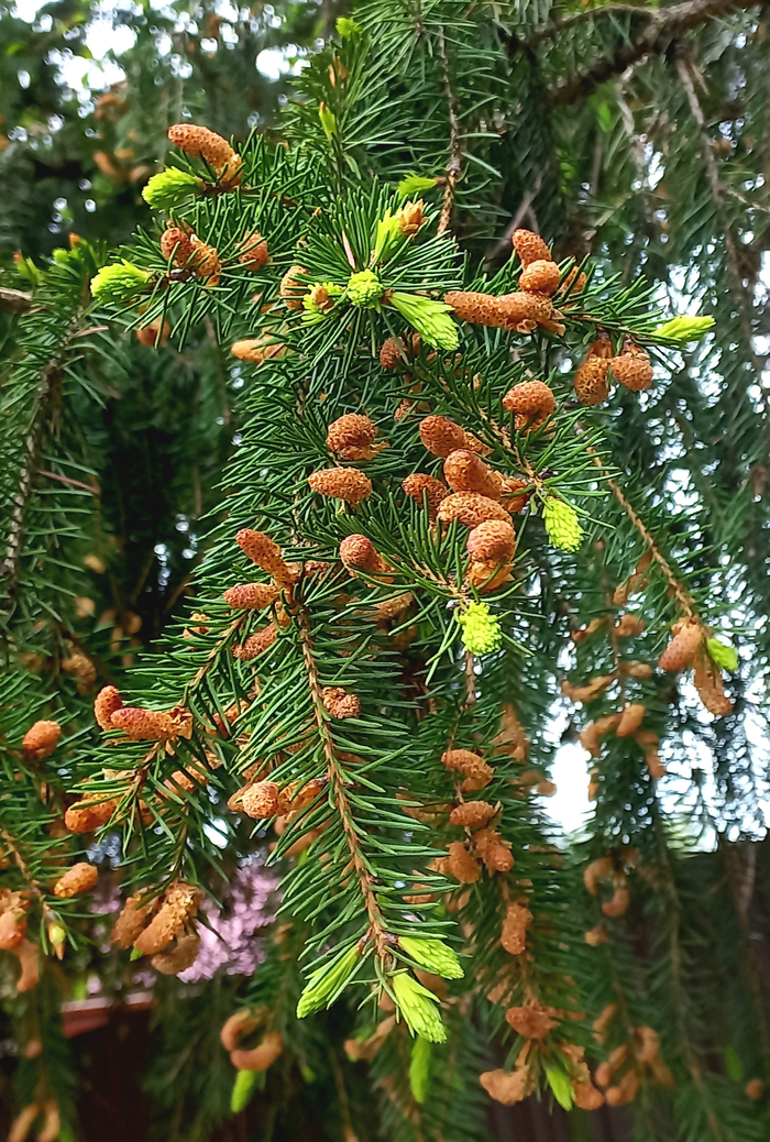 А здесь уже видно будущие цветочки