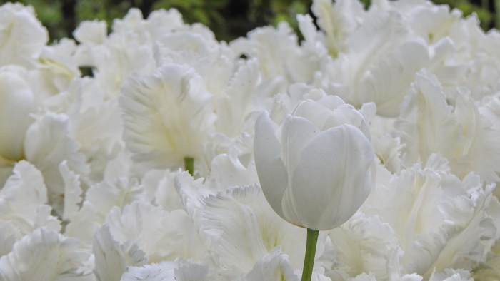 Белее снега