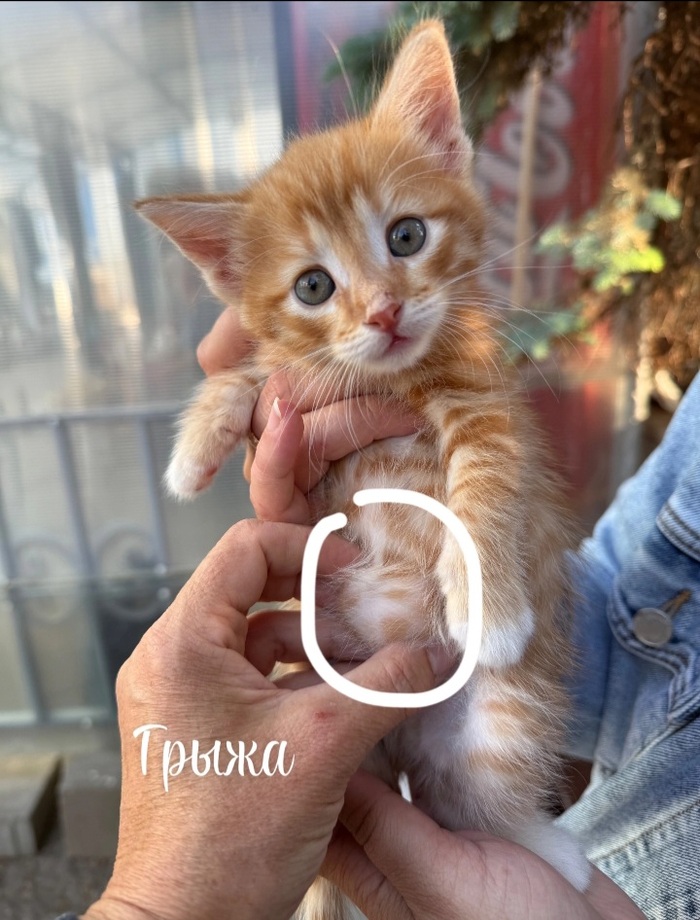   .  .    .   ,    , ,   , ,   , ,  , ,  , 