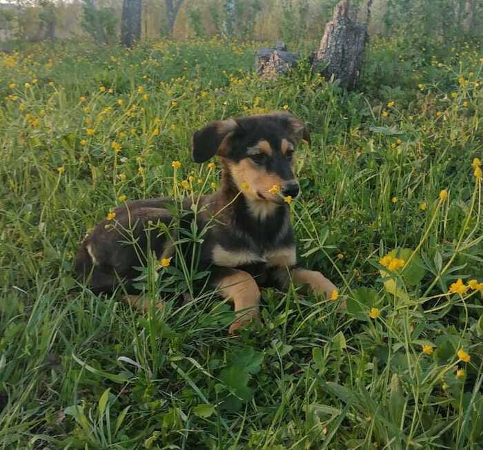 Щенок Джессика в дар