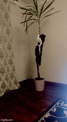 Кошачьи гифки Кот, Гифка, Ассорти, Длиннопост