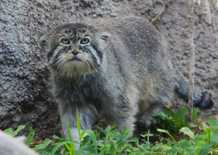      ,   - ,       ,      .         13 