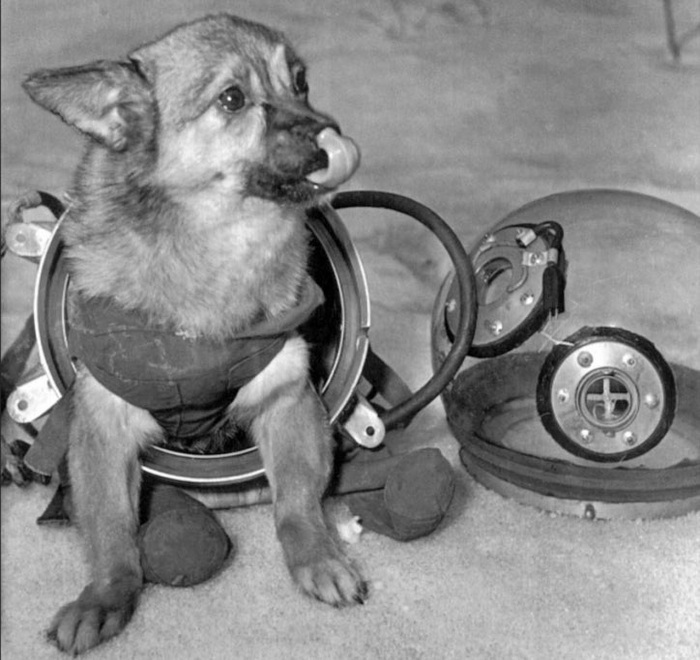 Малышка. Собачка-космонавт