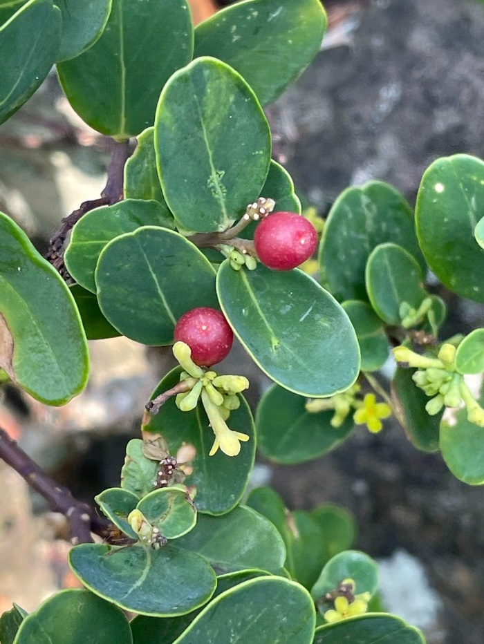   (Wikstroemia retusa)   <!--noindex--><a href="https://pikabu.ru/story/bumaga_gampi_12800755?u=http%3A%2F%2Fwww.gbif.org&t=www.gbif.org&h=07bd55c4780dba3144a3411ecd0a0db24272e73f" title="http://www.gbif.org" target="_blank" rel="nofollow noopener">www.gbif.org</a><!--/noindex-->