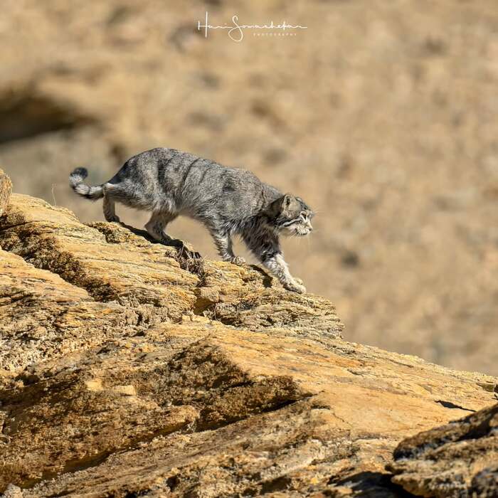 Мама идёт на охоту