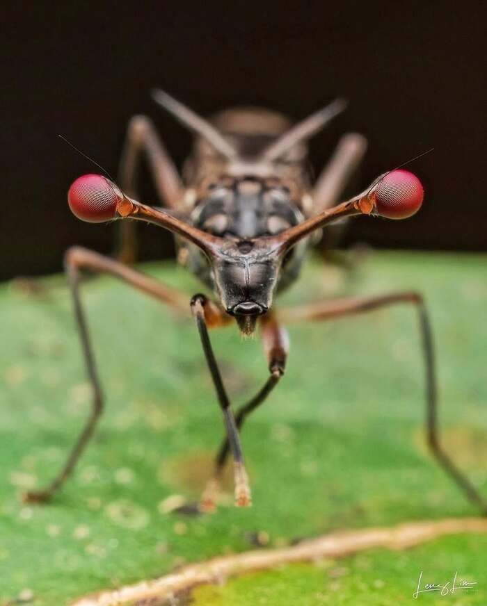 Стебельчатоглазая муха