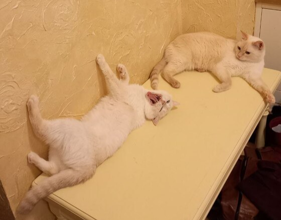 Вздремнем пока, не выспались чет