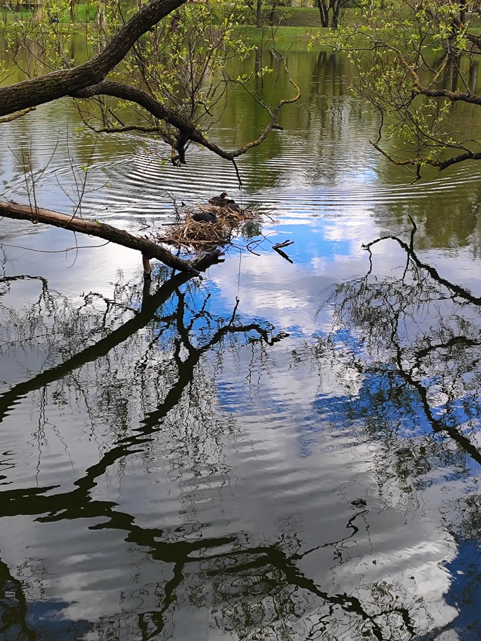 Гнездо порядком выросло