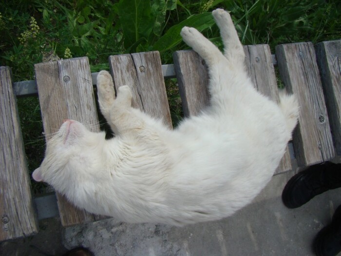 Куда же без котейки. Лежал на скамейке на верху скалы.