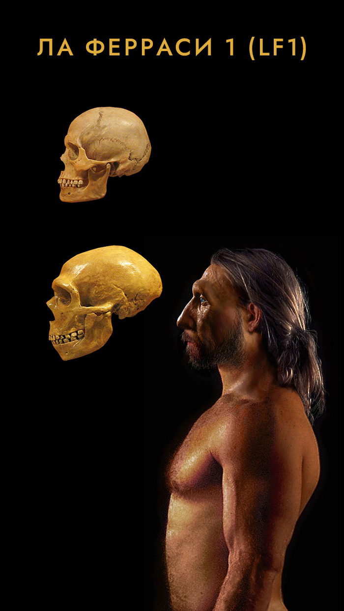  50   ,  ,       1 ( LF1).