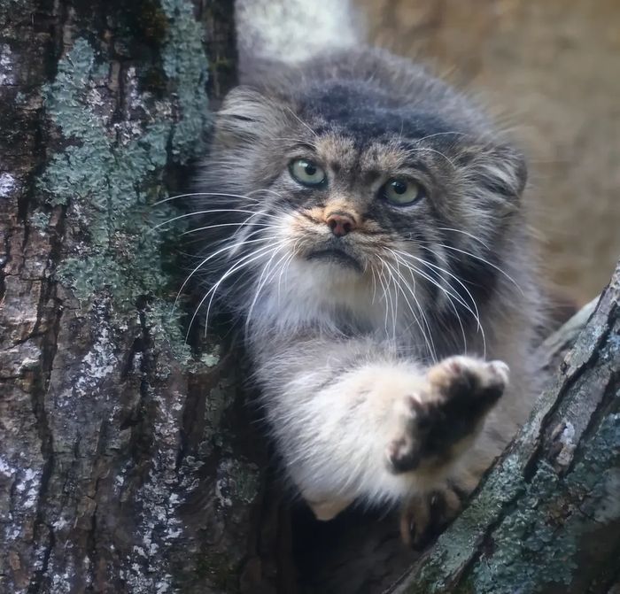 ����������� ����� �"������� ���-�� ����������, ������� � � �� �� ����� ������� � � �����������"�