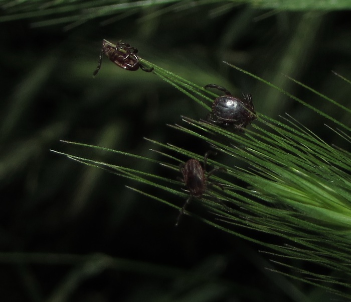Сидят на кончиках/колосках травы, выжидая жертву