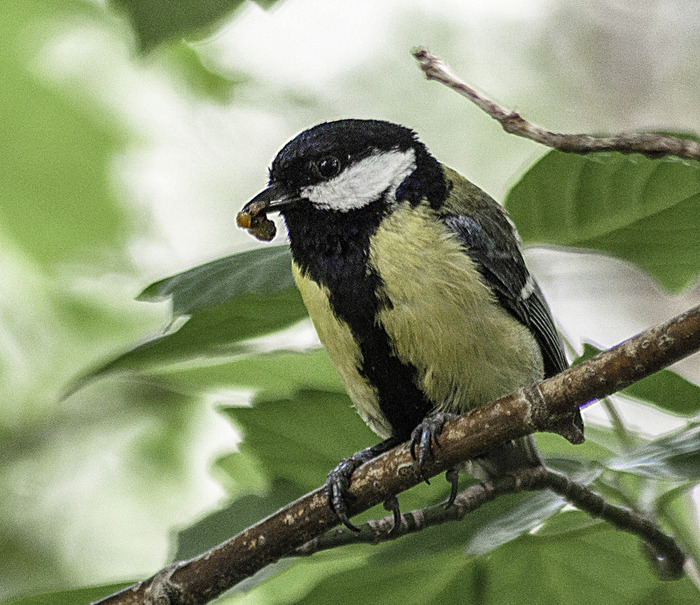 Большая синица