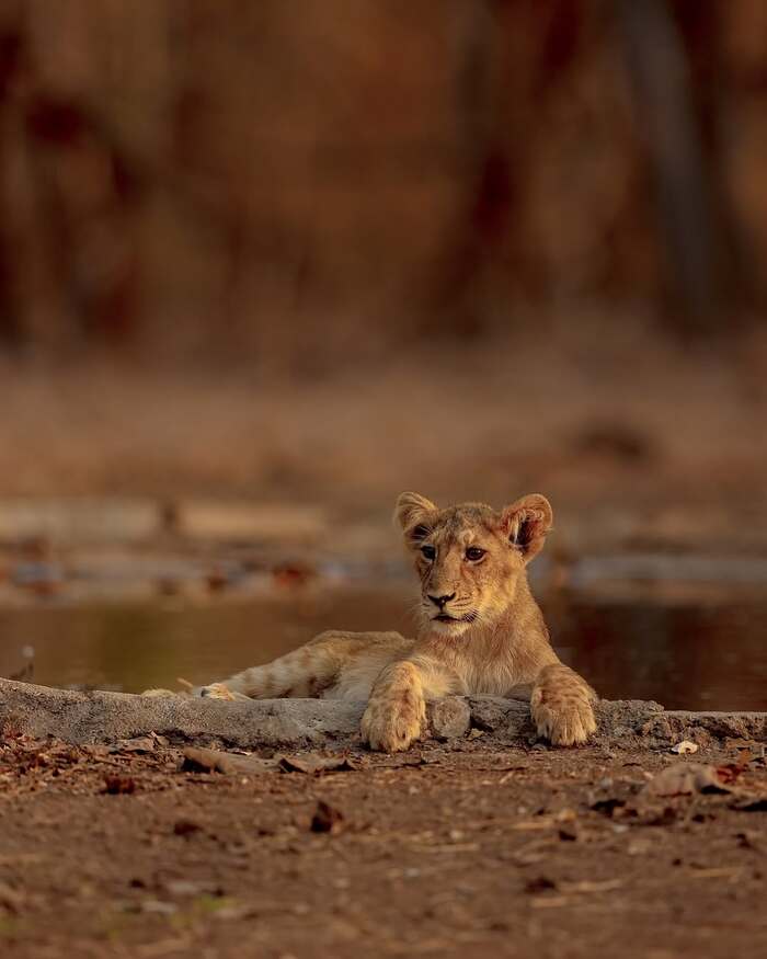 Отдых у бассейна