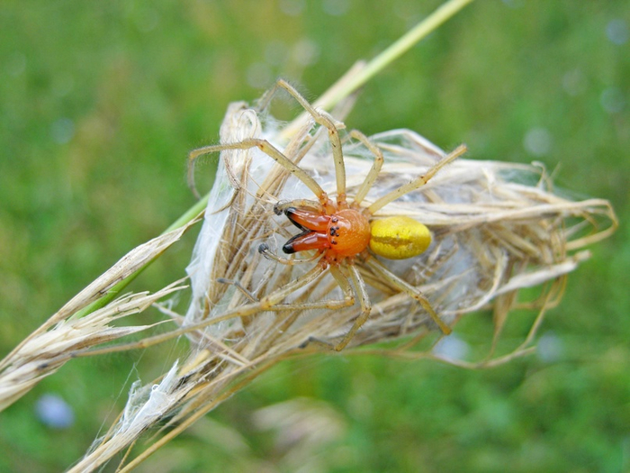После спаривания самцы погибают. Так что рай в шалаше самка строит сама для себя!
