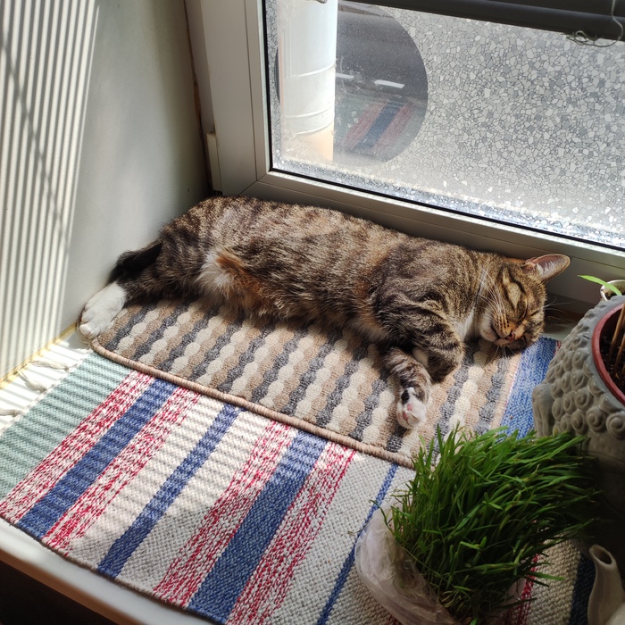 Теплокошкий