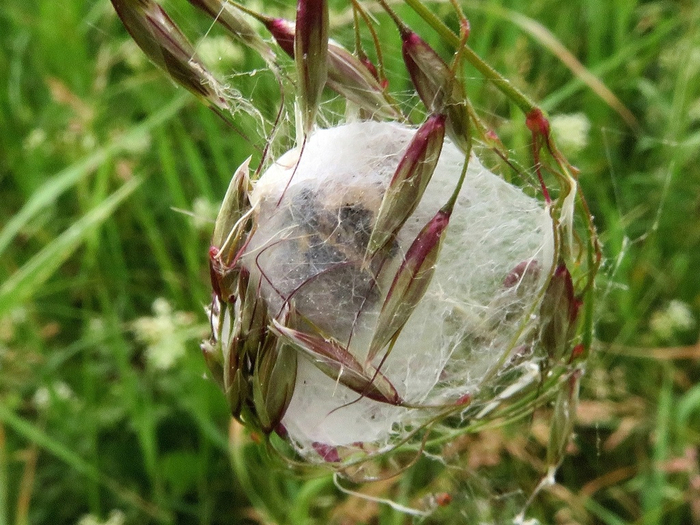 Если увидели такой кокон — лучше не трогайте его!