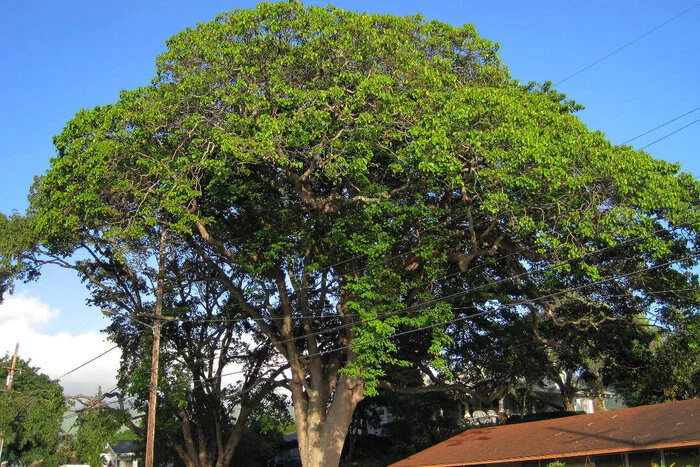Дерево-динамит, одно из самых опасных на планете Дикая природа, Редкий вид, Растения, Ботаника, Длиннопост Дерево-динамит, одно из самых опасных на планете Дикая природа, Редкий вид, Растения, Ботаника, Длиннопост