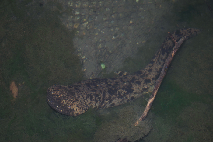 Когда уронил кусочек холодца на пол и смотришь на него сверху вниз.