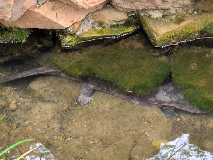 Несмотря на габариты, обнаружить саламандру не так и просто. Им лишь бы спрятаться под валуном.