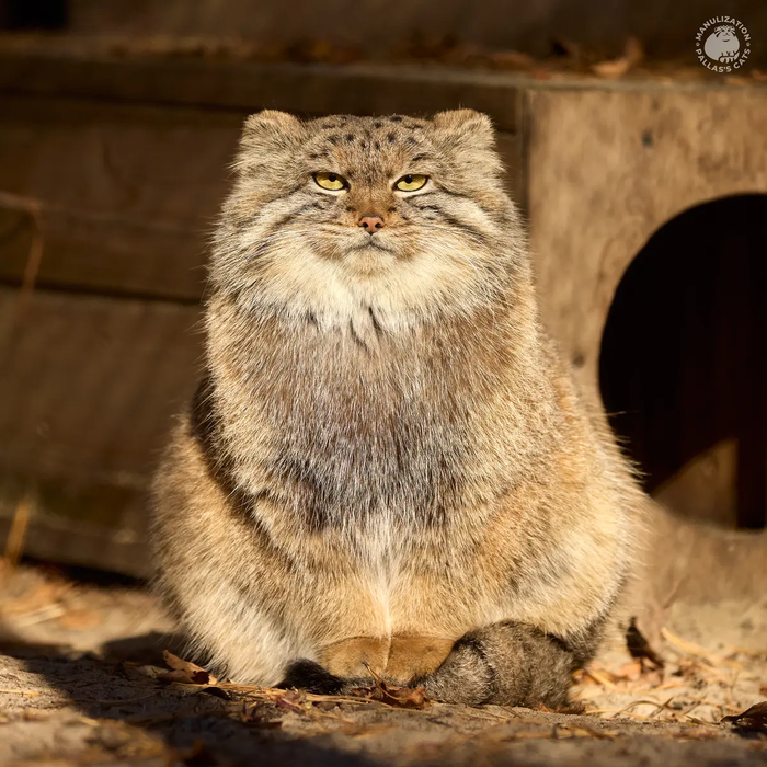   @RomanPaulov.   <a href="https://pikabu.ru/story/pozdravlyaem_imeninnikov_12811383?u=https%3A%2F%2Fmanulization.ru%2Fmanuls%2Fsnezhana.html&t=%D1%82%D0%B5%D0%BB%D0%B5%D0%B3%D1%80%D0%B0%D0%BC%20%D0%BA%D0%B0%D0%BD%D0%B0%D0%BB%20%D0%9C%D0%B0%D0%BD%D1%83%D0%BB%D0%B8%D0%B7%D0%B0%D1%86%D0%B8%D1%8F&h=bea3f27ac227ac800caefd0fb5baaf59ac43f9fd" title="https://manulization.ru/manuls/snezhana.html" target="_blank" rel="nofollow noopener">  </a>