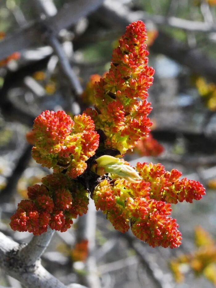   .    <!--noindex--><a href="https://pikabu.ru/story/derevya_fistashka_nastoyashchaya_12820043?u=http%3A%2F%2Faliexpress.ru&t=aliexpress.ru&h=4659255ba4b85b0dd1c06cd4ad22513f84d4a852" title="http://aliexpress.ru" target="_blank" rel="nofollow noopener">aliexpress.ru</a><!--/noindex-->.