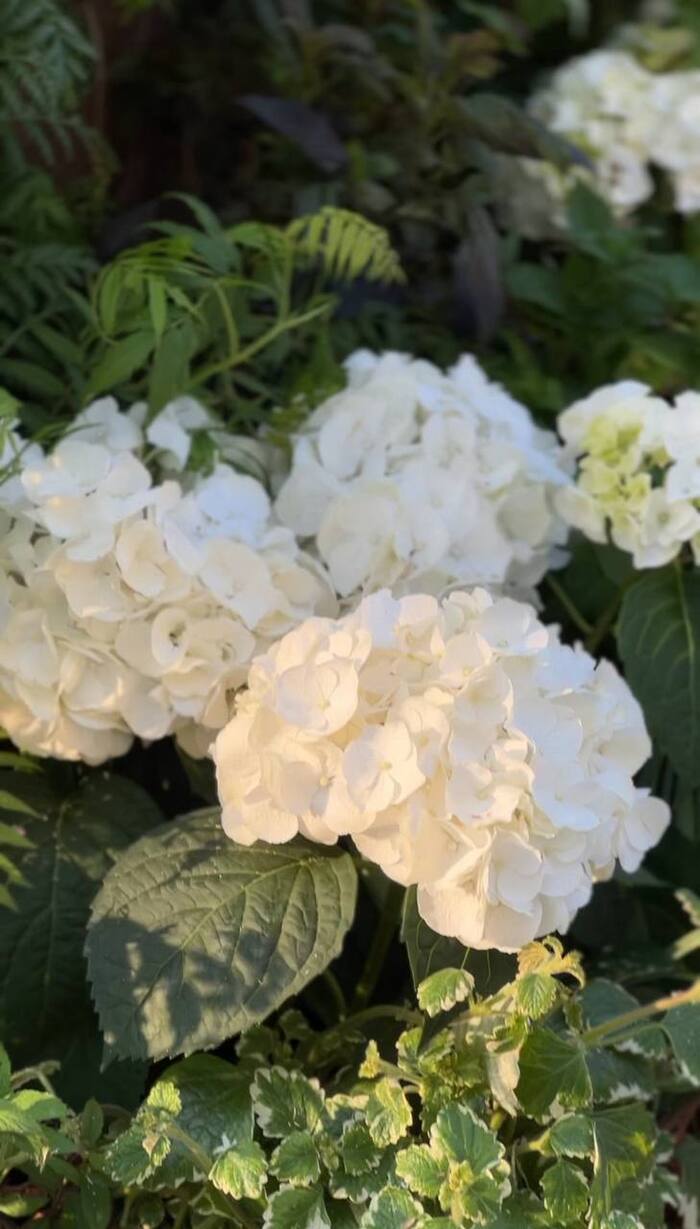 Арбат, о котором вы не знали: секретные арт-павильоны, гигантские одуванчики и много зелени!