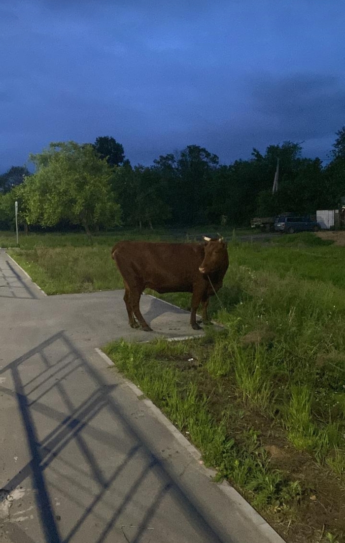 Корова жёпкой ждёт трамвая на остановке)