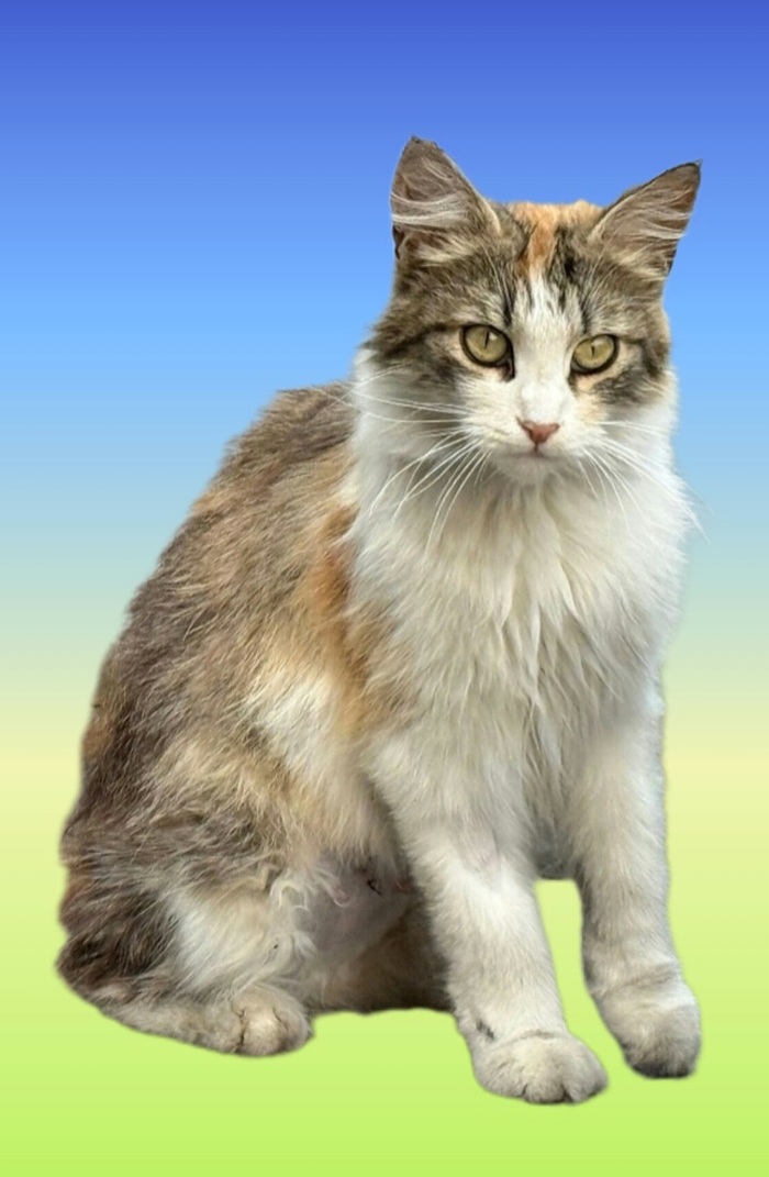 ,    ,  .    .     ,   ,  , , , ,  ,  , 
