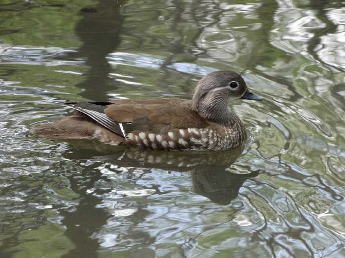 Самка утки Мандаринки