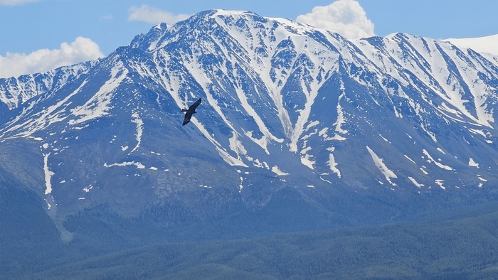 Северо-Чуйский хребет и коршун