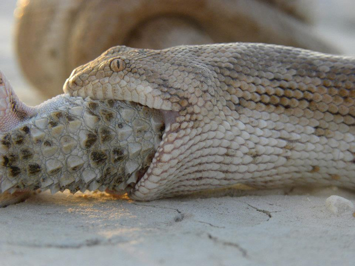В рационе молодых удавчиков преобладают ящерицы, а взрослые животные предпочитают питаться грызунами.