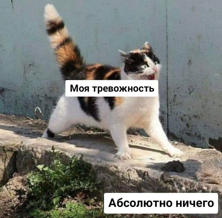 https://cs18.pikabu.ru/s/2025/06/08/10/jryrdesk_lg.jpg