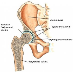 Тазобедренный сустав имеет очень сложное анатомическое строение. Отделение тазобедренной кости от костей таза, а именно из вертлужной впадиной нетривиальная задача для человека не знакомого с анатомией и не имеющего подобного опыта.