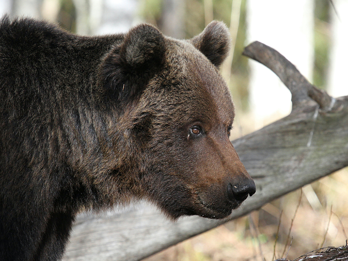 Лучше не беспокоить отдыхающего медведя, а не то глаза его раскроются и нальются алым колером. Старое древнее правило гласит: с багряноглазым медведем не связываться!