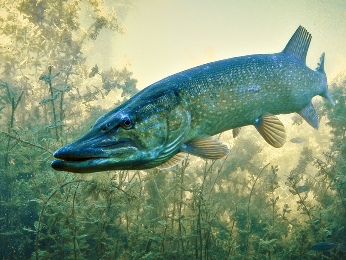    ,     !             . 