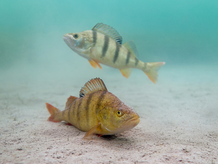     .    ,  ,  ,   , !     .          .