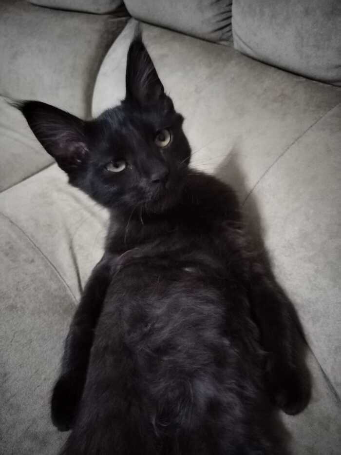   , -
