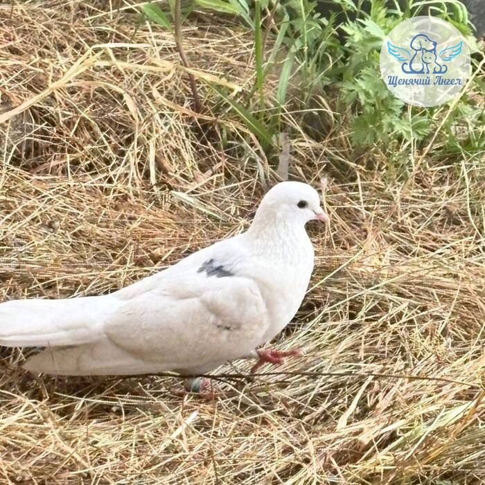 ������ ��������� � ��� �� �������, ��� ����� ���������� � �������