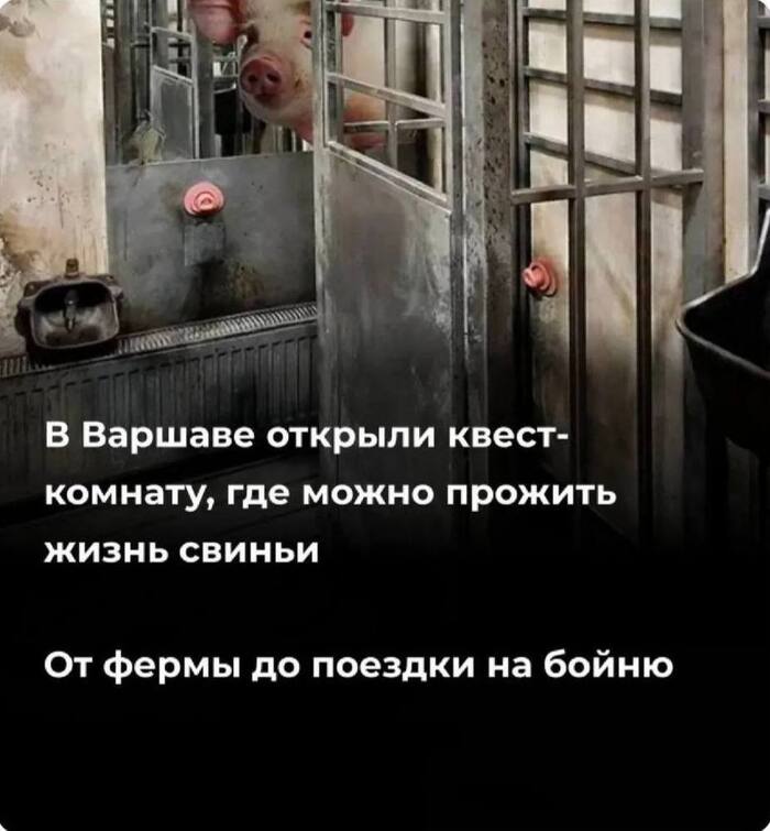 Весёлый квест