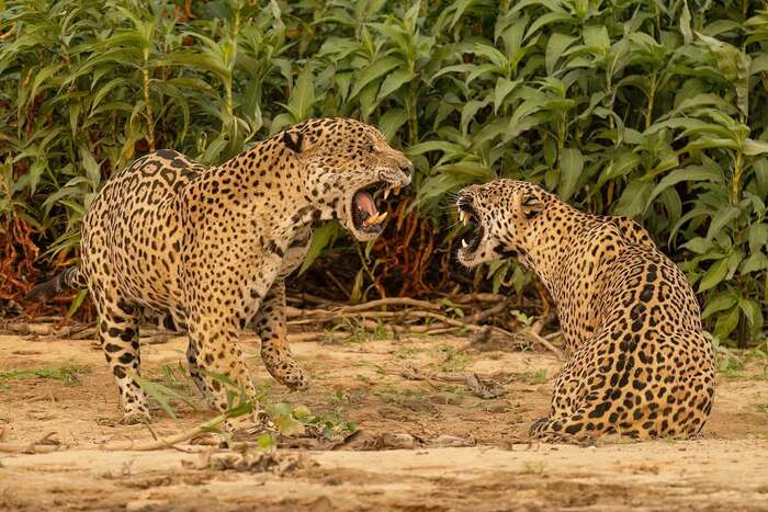 Это моя территория!!!