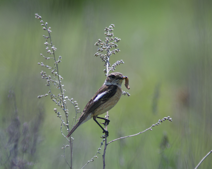 Самка черноголового чекана с добычей🐦