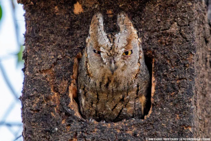 Завёл нелегальную птицеферму в лесу. Что по деньгам Животные, В мире животных, Редкий вид, Дикая природа, Природа России, Птицы, Хищные птицы, Сова, Сокол, Видео, Короткие видео, Длиннопост Завёл нелегальную птицеферму в лесу. Что по деньгам Животные, В мире животных, Редкий вид, Дикая природа, Природа России, Птицы, Хищные птицы, Сова, Сокол, Видео, Короткие видео, Длиннопост