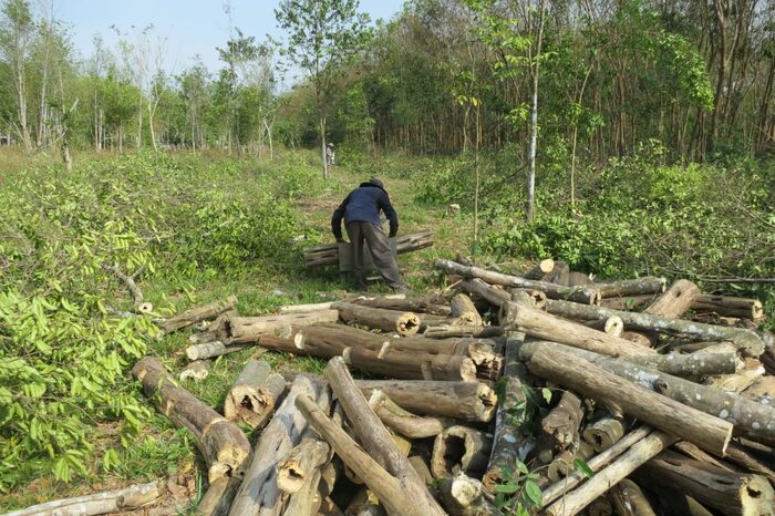 Сбор сырья на плантации агарового дерева, Вьетнам. Фото с сайта <!--noindex--><a href="https://pikabu.ru/story/aloynoe_derevo_ud_12848939?u=http%3A%2F%2Fhgagarwood.com&t=hgagarwood.com&h=d6ef55887e9f4d54612bbefda997375f000b1d54" title="http://hgagarwood.com" target="_blank" rel="nofollow noopener">hgagarwood.com</a><!--/noindex-->.