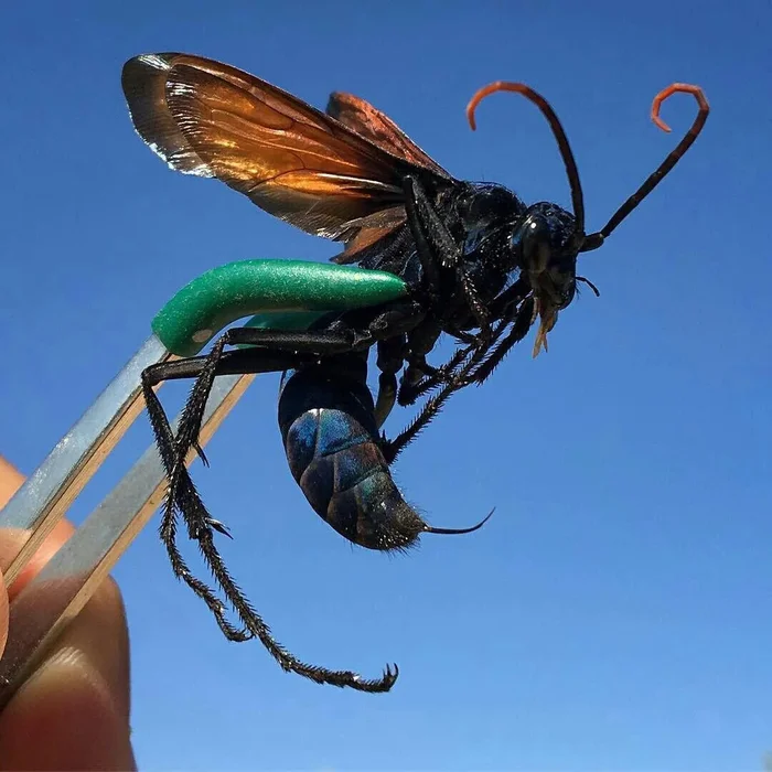 Оса-ястреб: От её яда можно лишь упасть на землю и кричать. Чем опасна крупнейшая оса в мире? Оса, Насекомые, Членистоногие, Животные, Дикие животные, Яндекс Дзен, Яндекс Дзен (ссылка), Длиннопост Оса-ястреб: От её яда можно лишь упасть на землю и кричать. Чем опасна крупнейшая оса в мире? Оса, Насекомые, Членистоногие, Животные, Дикие животные, Яндекс Дзен, Яндекс Дзен (ссылка), Длиннопост