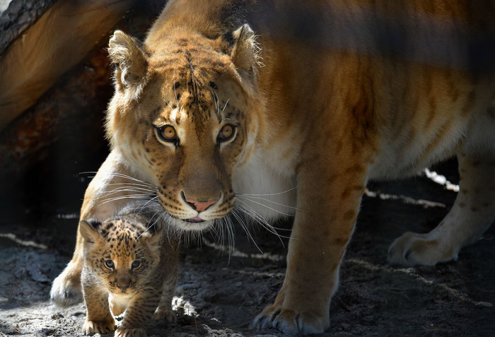 Лигрица Зита с котёнком из Новосибирского зоопарка. К сожалению, лигрица умерла в 2018 году.