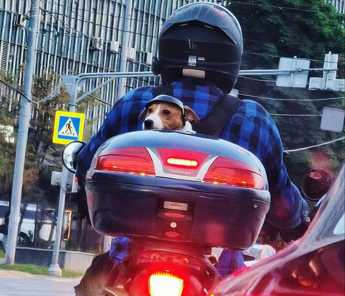 Этот парень был из тех, кто просто любит «гав»!