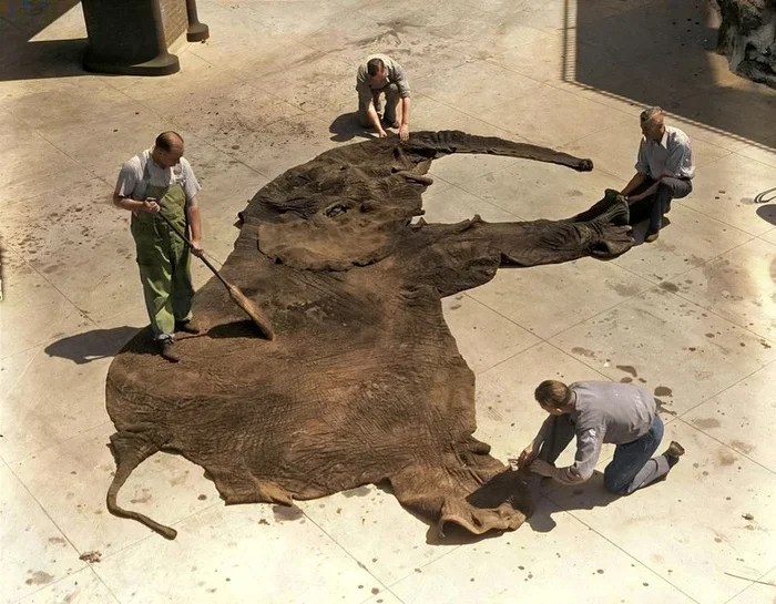 Подборка интересных и необычных фотографий из США. 20 раскрашенных фотографий ХХ века. Часть 22 Историческое фото, Старое фото, 20 век, Фотография, США, Колоризация, Длиннопост